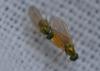 Chrysotimus molliculus